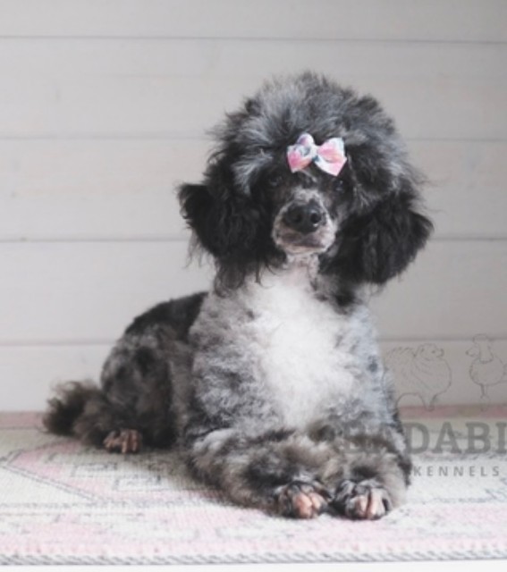 silver toy poodle puppy